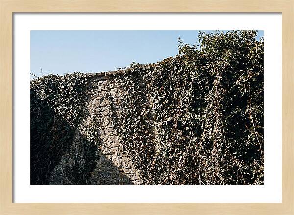 Garden Wall Draped In Ivy