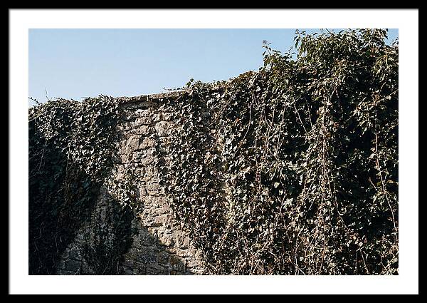 Garden Wall Draped In Ivy