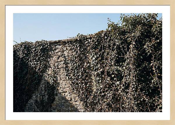 Garden Wall Draped In Ivy