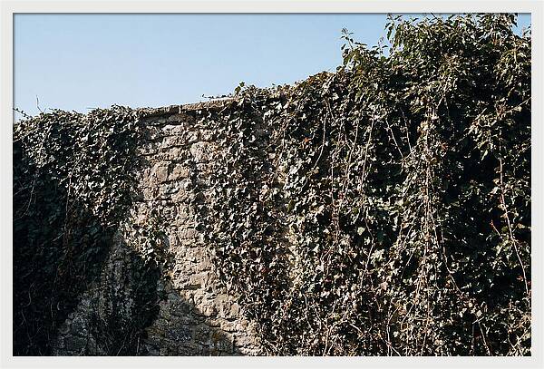 Garden Wall Draped In Ivy