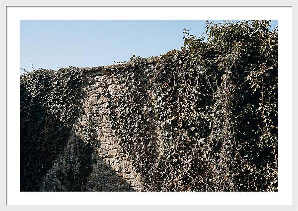 Garden Wall Draped In Ivy