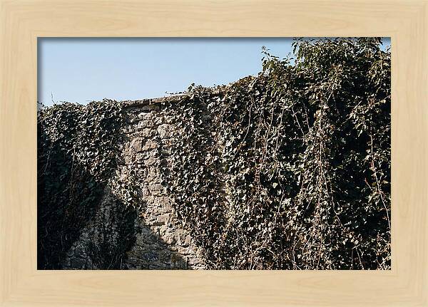 Garden Wall Draped In Ivy