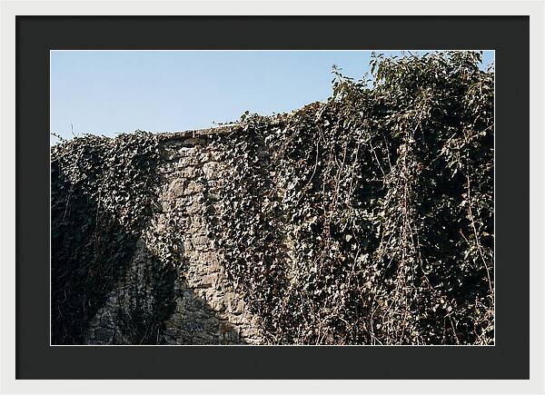 Garden Wall Draped In Ivy
