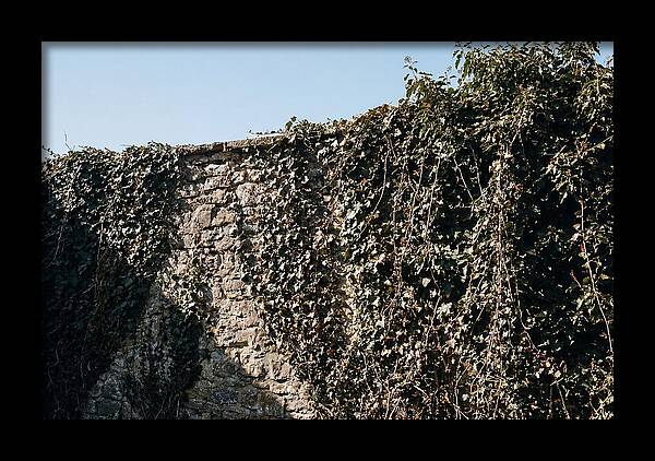 Garden Wall Draped In Ivy
