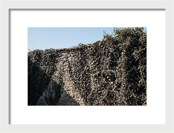 Garden Wall Draped In Ivy