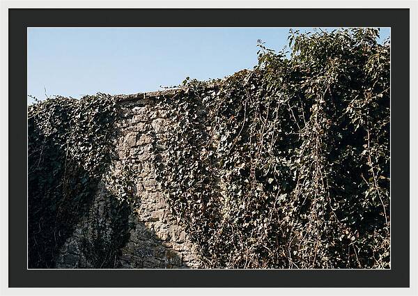 Garden Wall Draped In Ivy