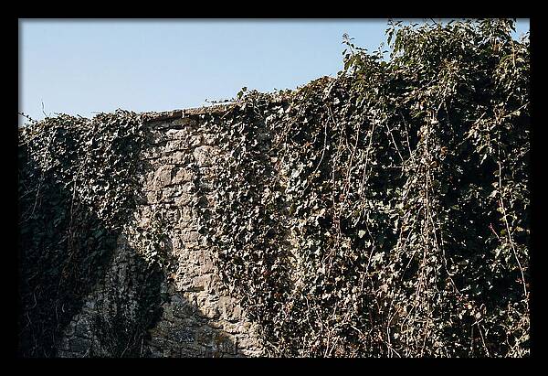 Garden Wall Draped In Ivy
