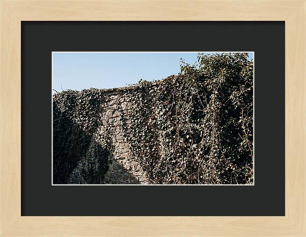 Garden Wall Draped In Ivy