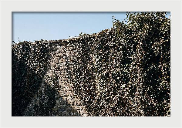 Garden Wall Draped In Ivy