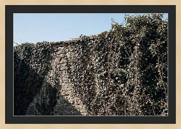 Garden Wall Draped In Ivy