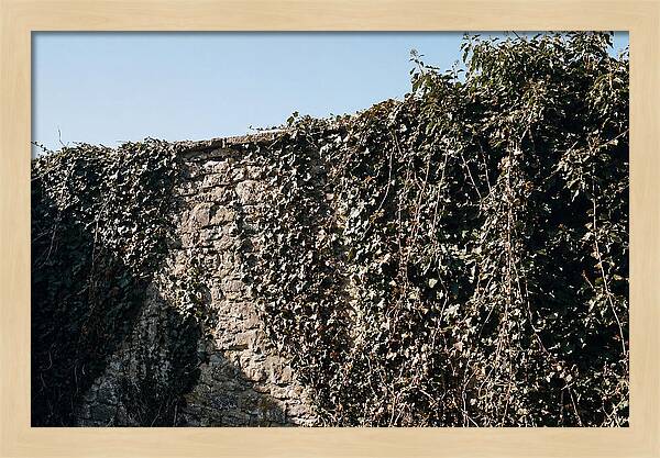 Garden Wall Draped In Ivy