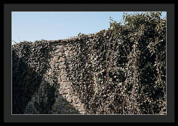 Garden Wall Draped In Ivy