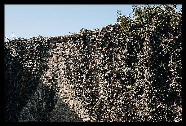 Garden Wall Draped In Ivy