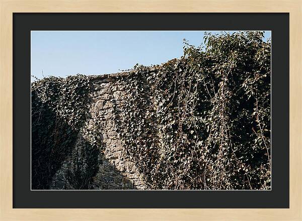 Garden Wall Draped In Ivy