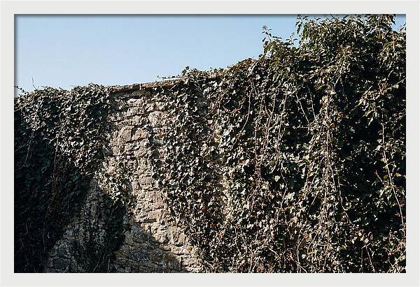 Garden Wall Draped In Ivy
