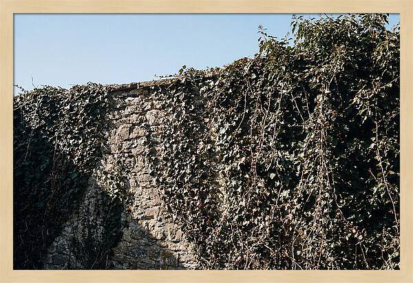 Garden Wall Draped In Ivy