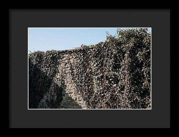Garden Wall Draped In Ivy