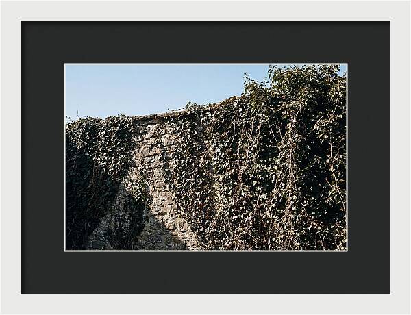 Garden Wall Draped In Ivy