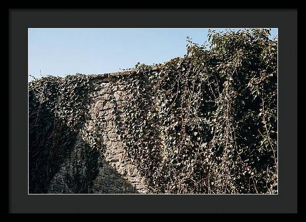 Garden Wall Draped In Ivy