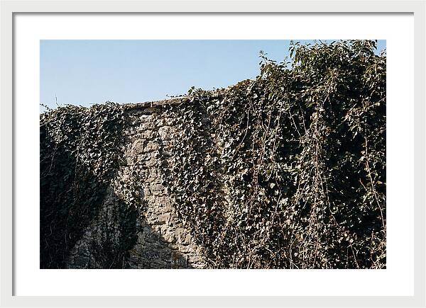 Garden Wall Draped In Ivy