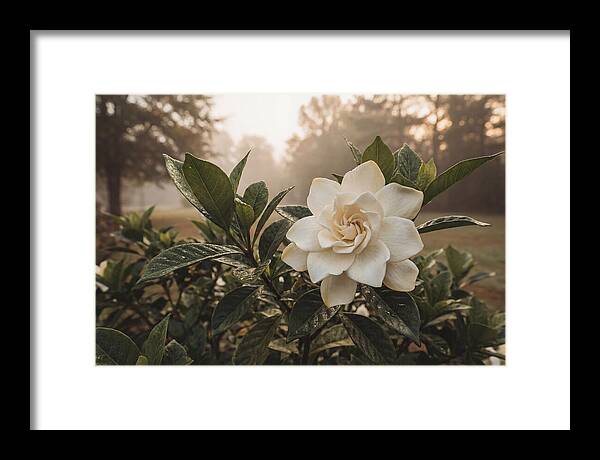 Gardenia Bloom In Morning Light