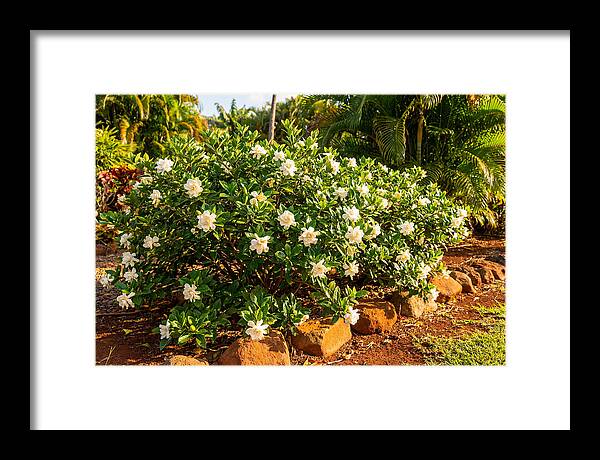 Gardenia Bush In Bloom