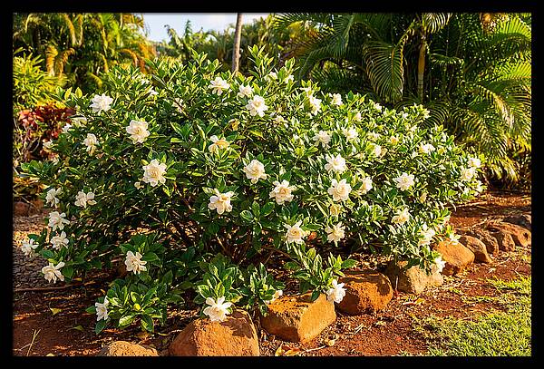 Gardenia Bush In Bloom