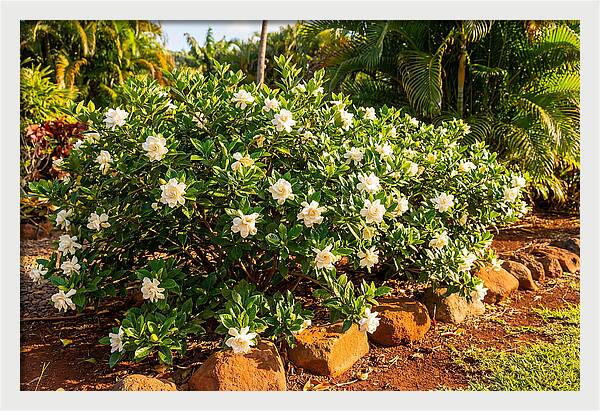 Gardenia Bush In Bloom