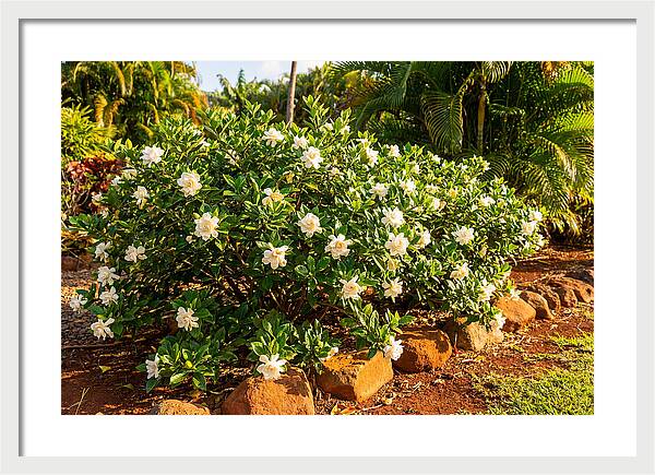 Gardenia Bush In Bloom