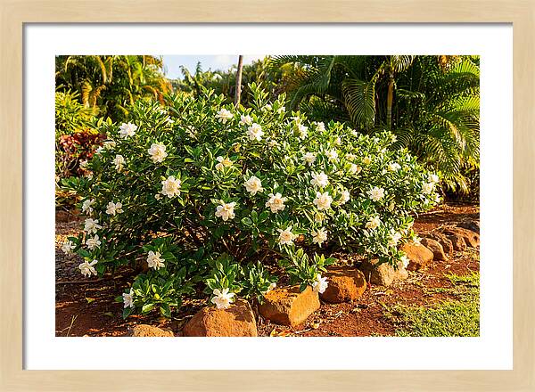 Gardenia Bush In Bloom