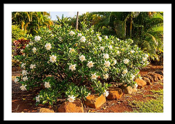 Gardenia Bush In Bloom
