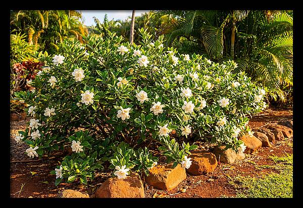 Gardenia Bush In Bloom