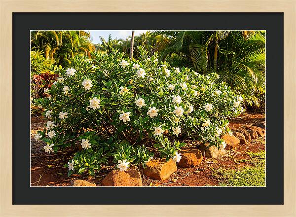 Gardenia Bush In Bloom