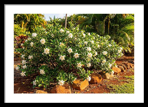 Gardenia Bush In Bloom