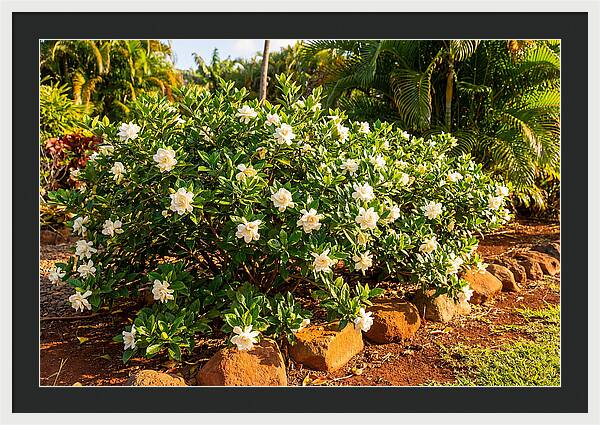 Gardenia Bush In Bloom