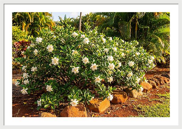 Gardenia Bush In Bloom