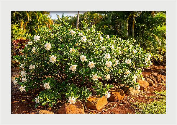 Gardenia Bush In Bloom