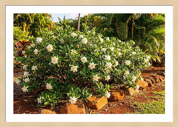 Gardenia Bush In Bloom