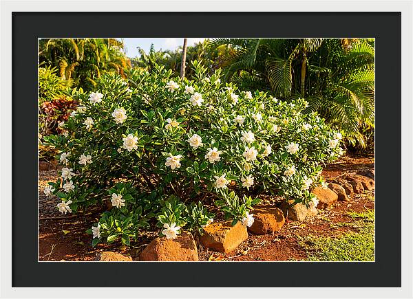 Gardenia Bush In Bloom