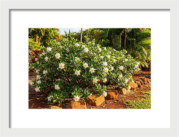 Gardenia Bush In Bloom