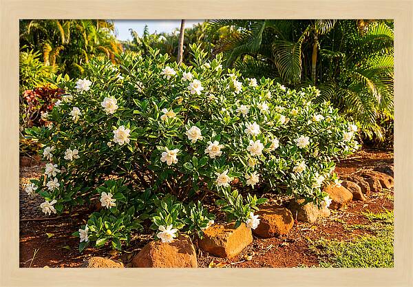Gardenia Bush In Bloom