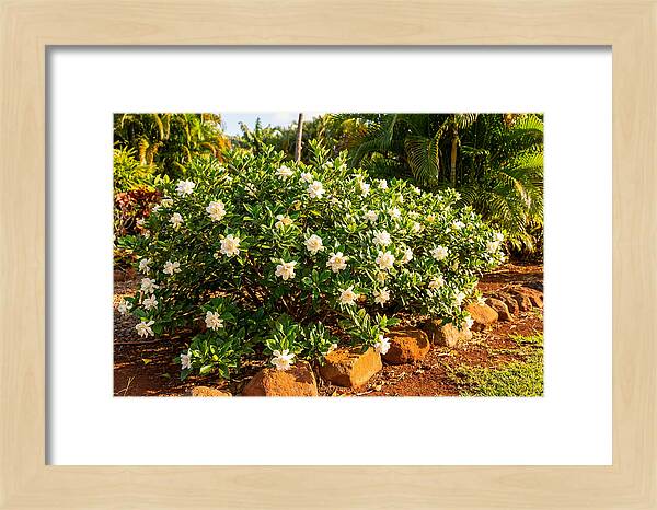Gardenia Bush In Bloom