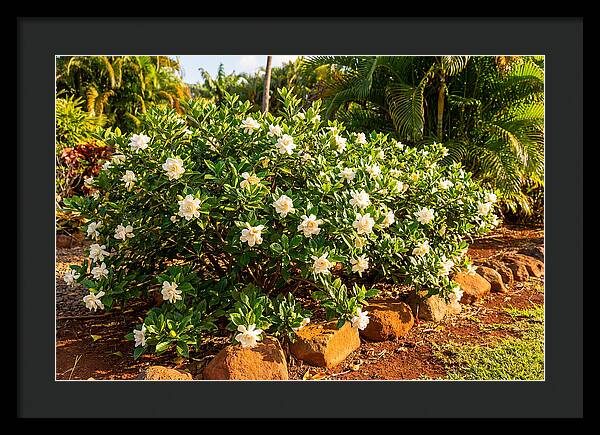 Gardenia Bush In Bloom