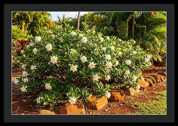 Gardenia Bush In Bloom