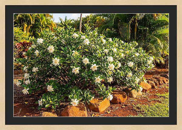 Gardenia Bush In Bloom