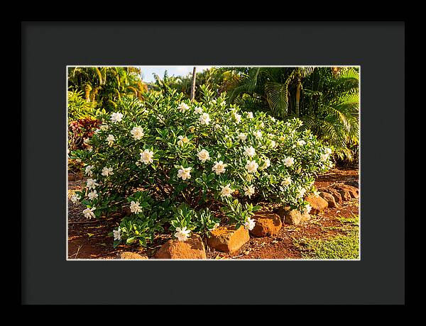 Gardenia Bush In Bloom