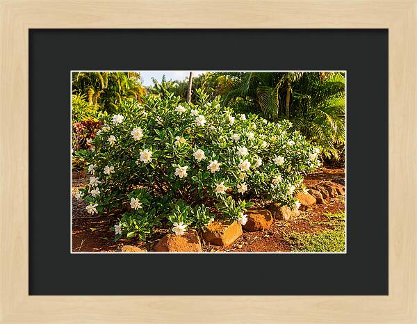 Gardenia Bush In Bloom