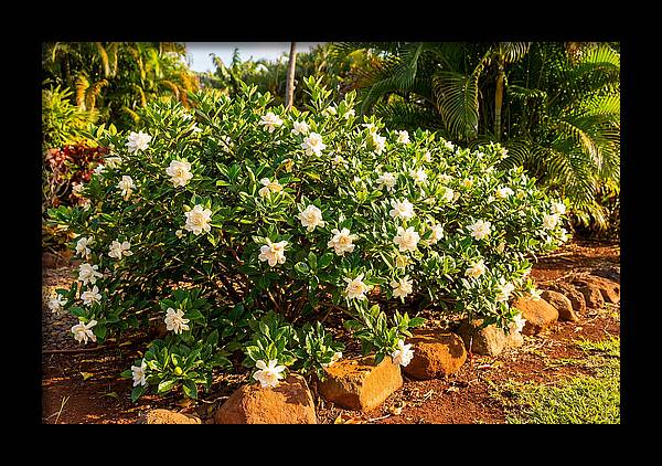 Gardenia Bush In Bloom