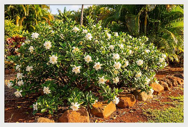 Gardenia Bush In Bloom