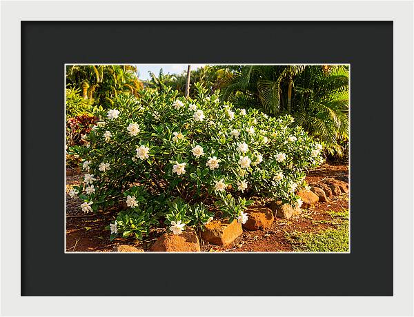 Gardenia Bush In Bloom